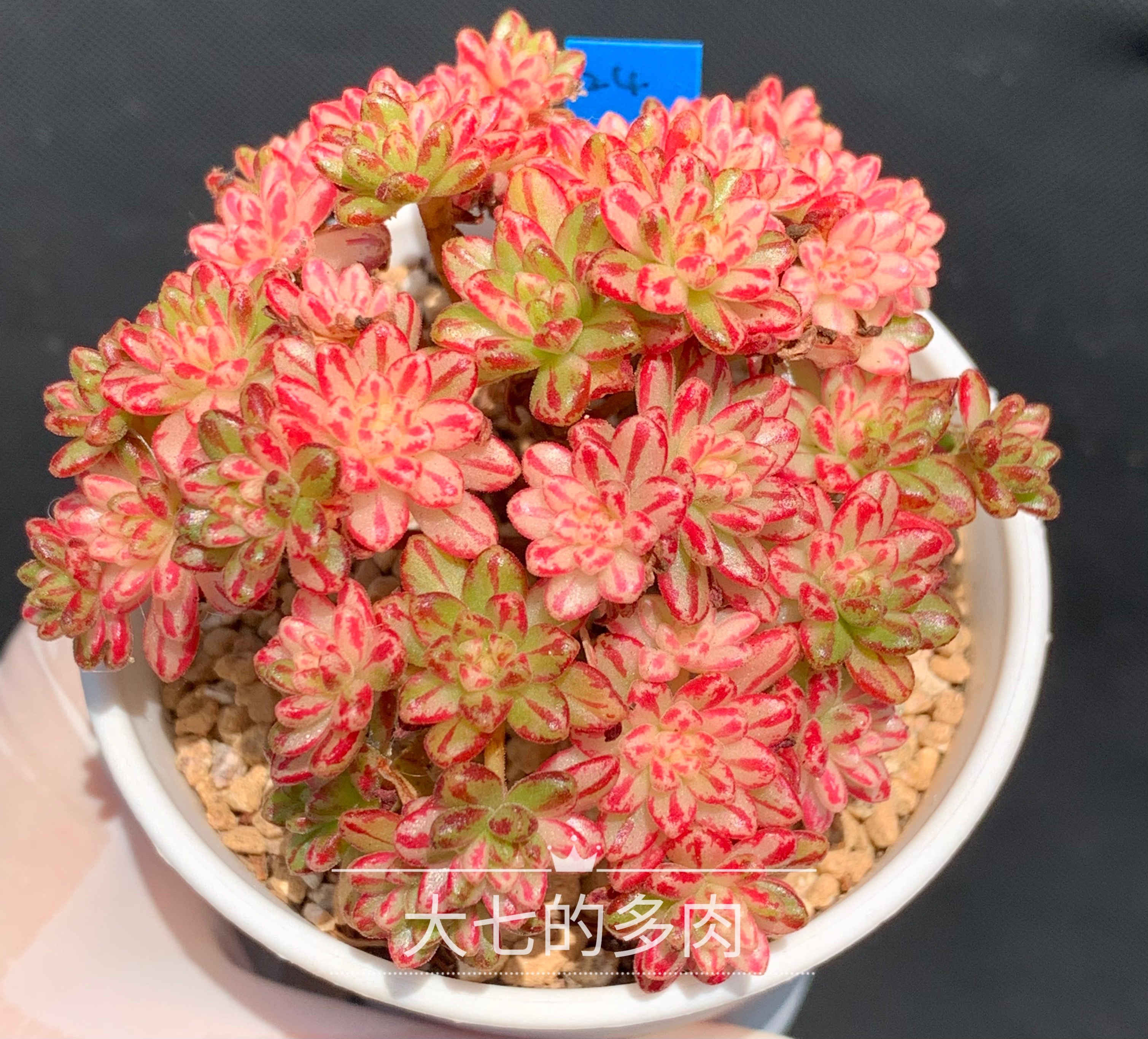 小人祭锦 小群生 整群 一物一拍 多肉植物 大七的多肉