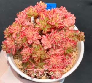 小人祭锦 小群生 整群 一物一拍 多肉植物 大七的多肉
