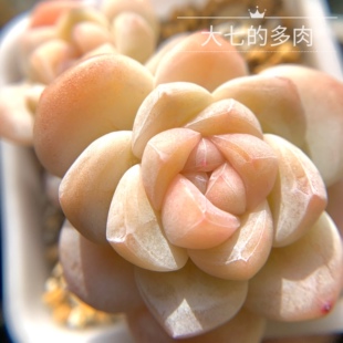 冰玉 一物一拍 链接1 奶油冰玉 群生单头 多肉植物 大七的多肉