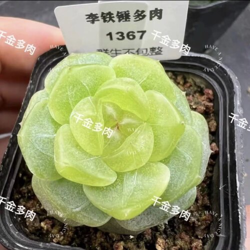 甜心t5000一物一拍大七的多肉