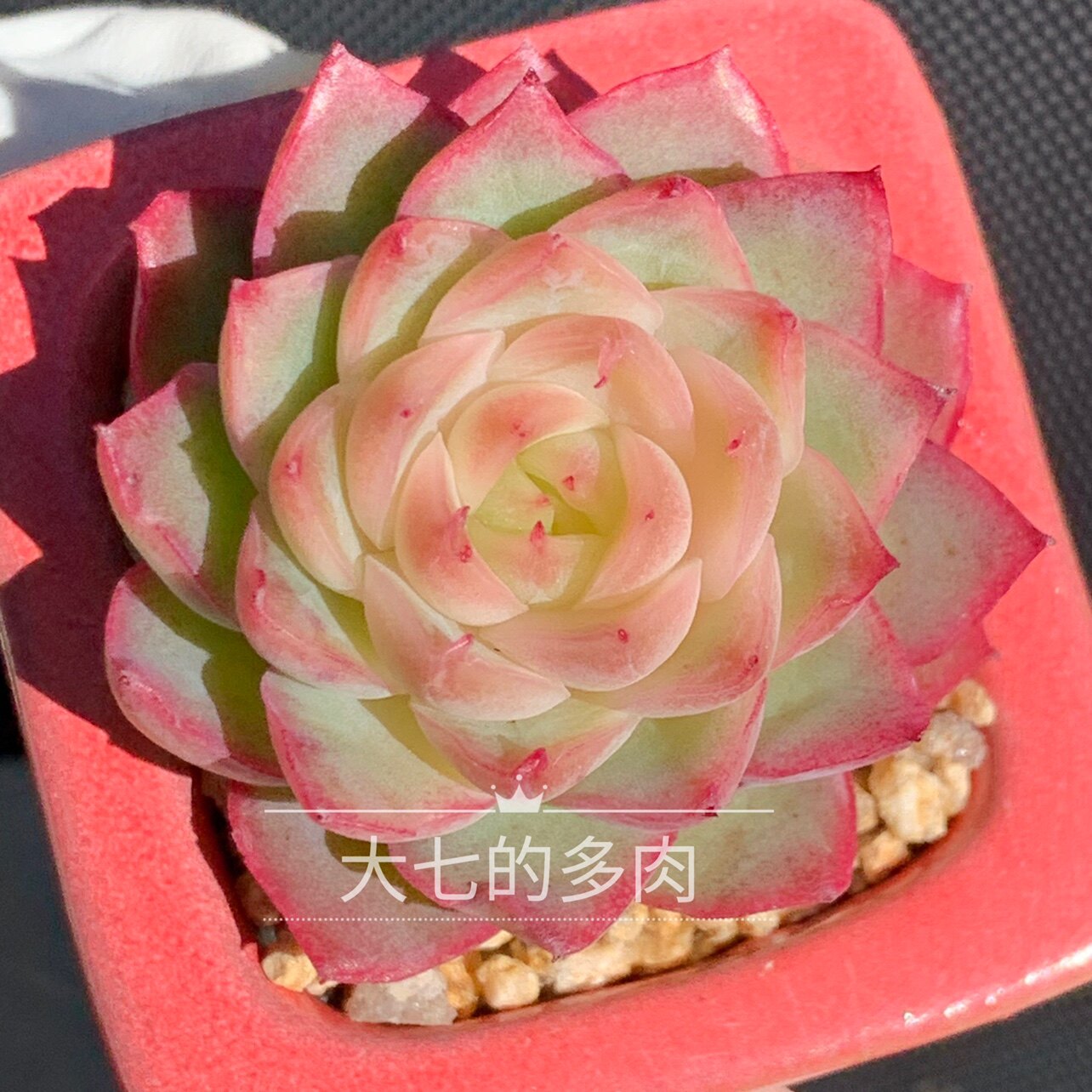 麻薯 多头油腻透 非麦秆 多肉植物 一物一拍 大七的多肉