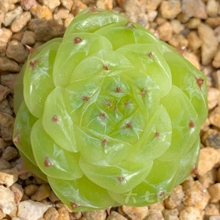 定向繁殖 清透底 多肉植物 一物一拍 多肉 青璃 大七 鲤想