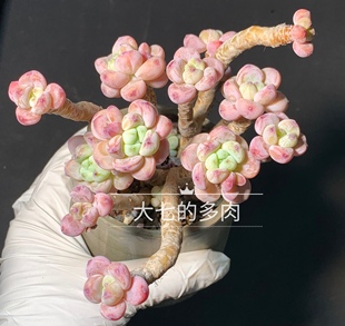 带香味老桩 圆圆果冻色 多肉植物 一物一拍 多肉 罗琦 大七 劳尔