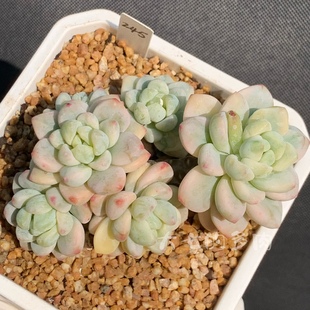 劳尔锦 覆轮锦非药锦 群生 多肉植物 一物一拍 大七的多肉