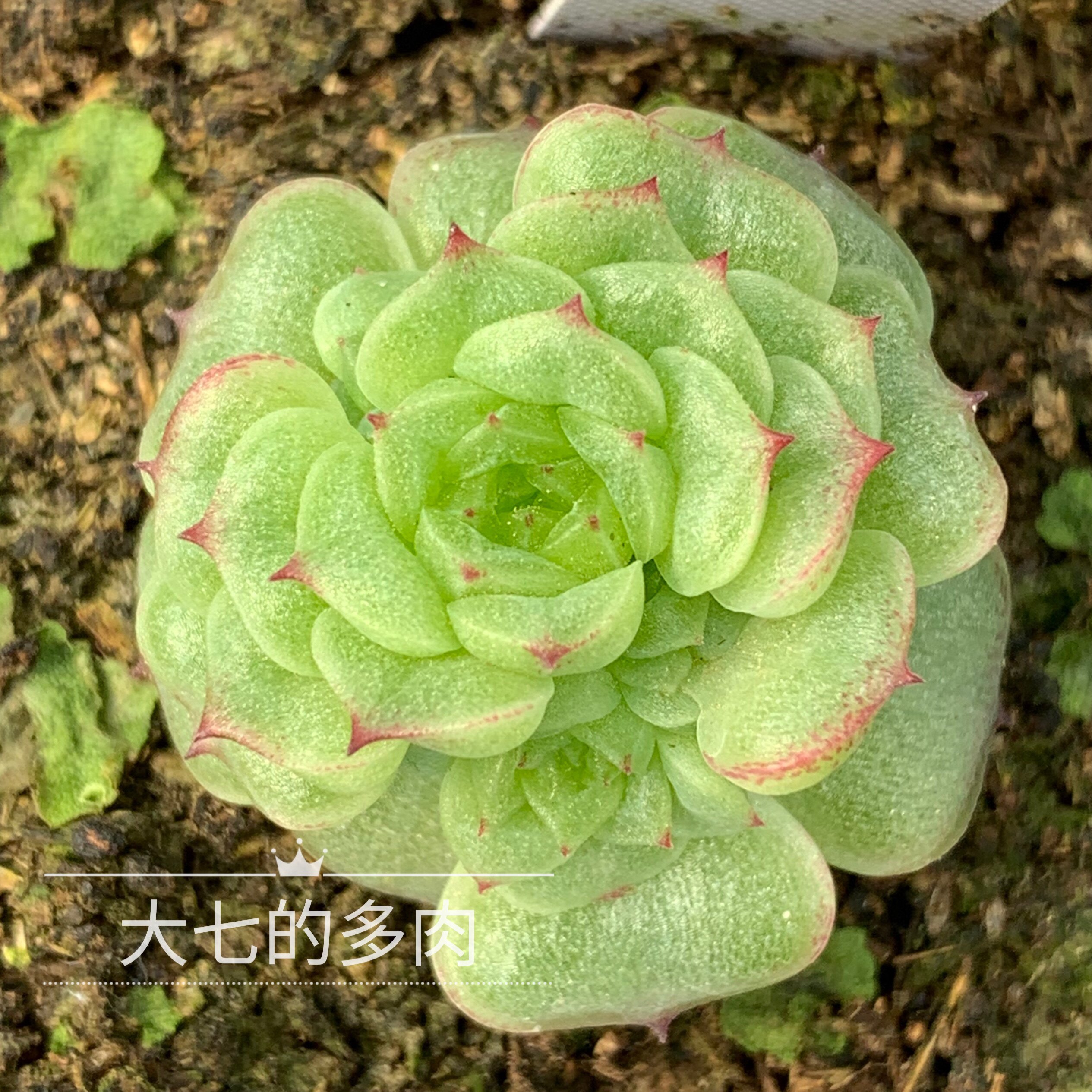 编号147麦秆 特优小脸大括号母猪 多肉植物 一物一拍 大七的多肉