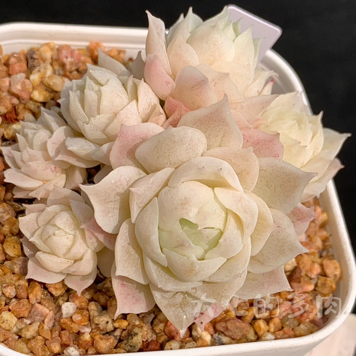 玉簪 白体蕾丝冰花边 多肉植物 一物一拍 大七的多肉,鲜花速递/花卉仿真/绿植园艺,多肉植物,淘宝优惠券,粉丝福利购,淘宝优惠卷