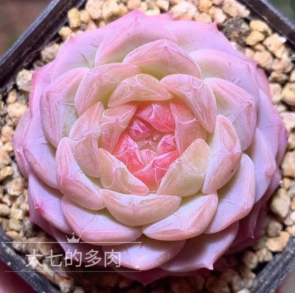 七仙女 糖心 巫拉拉母本 多肉植物 一物一拍 大七的多肉植物