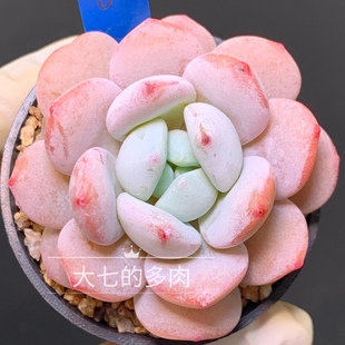 冷香 罗琦雪莲杂 多肉植物 一物一拍 大七的多肉