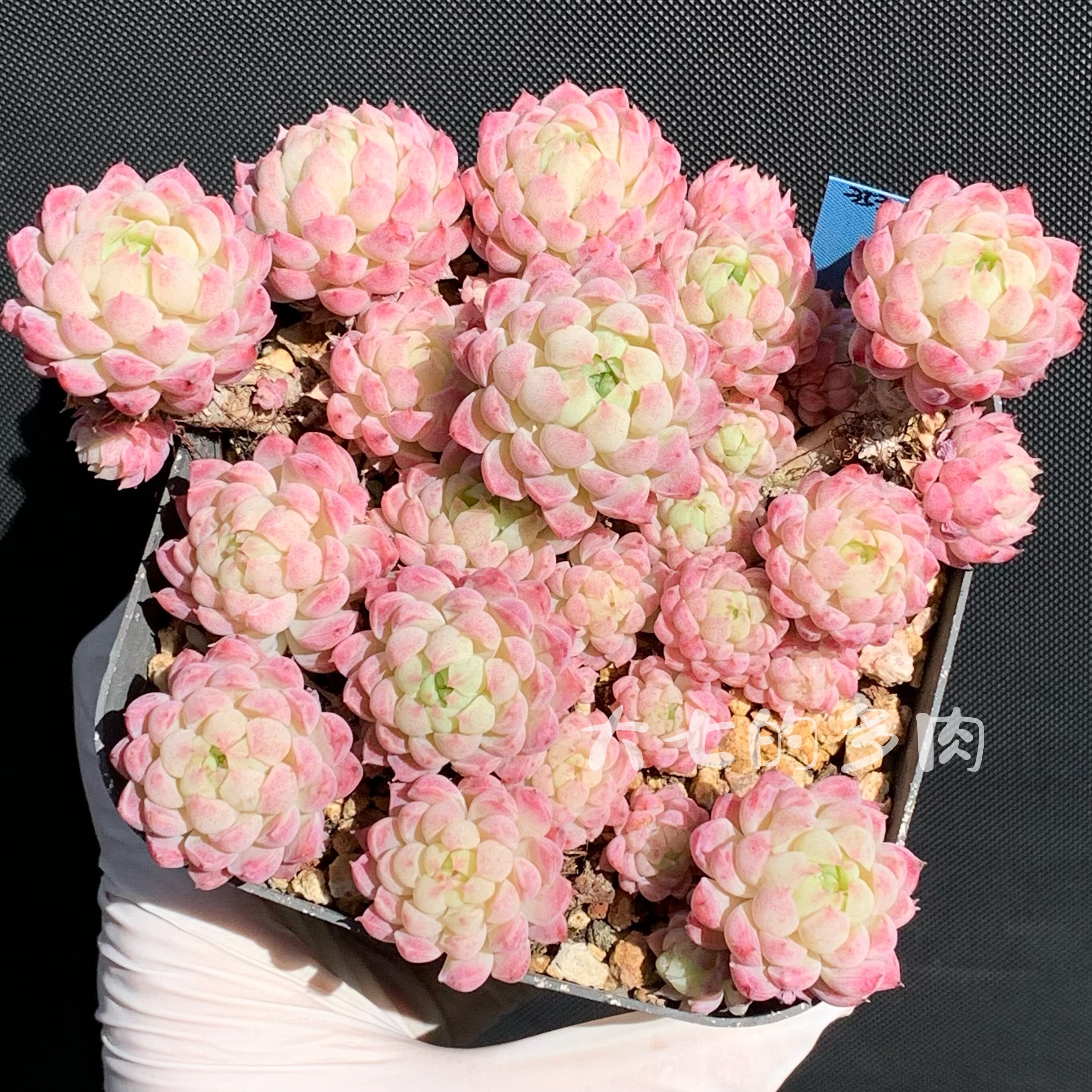 羊脂球 可爱 控养 群生 缀化 多肉植物 一物一拍 大七的多肉