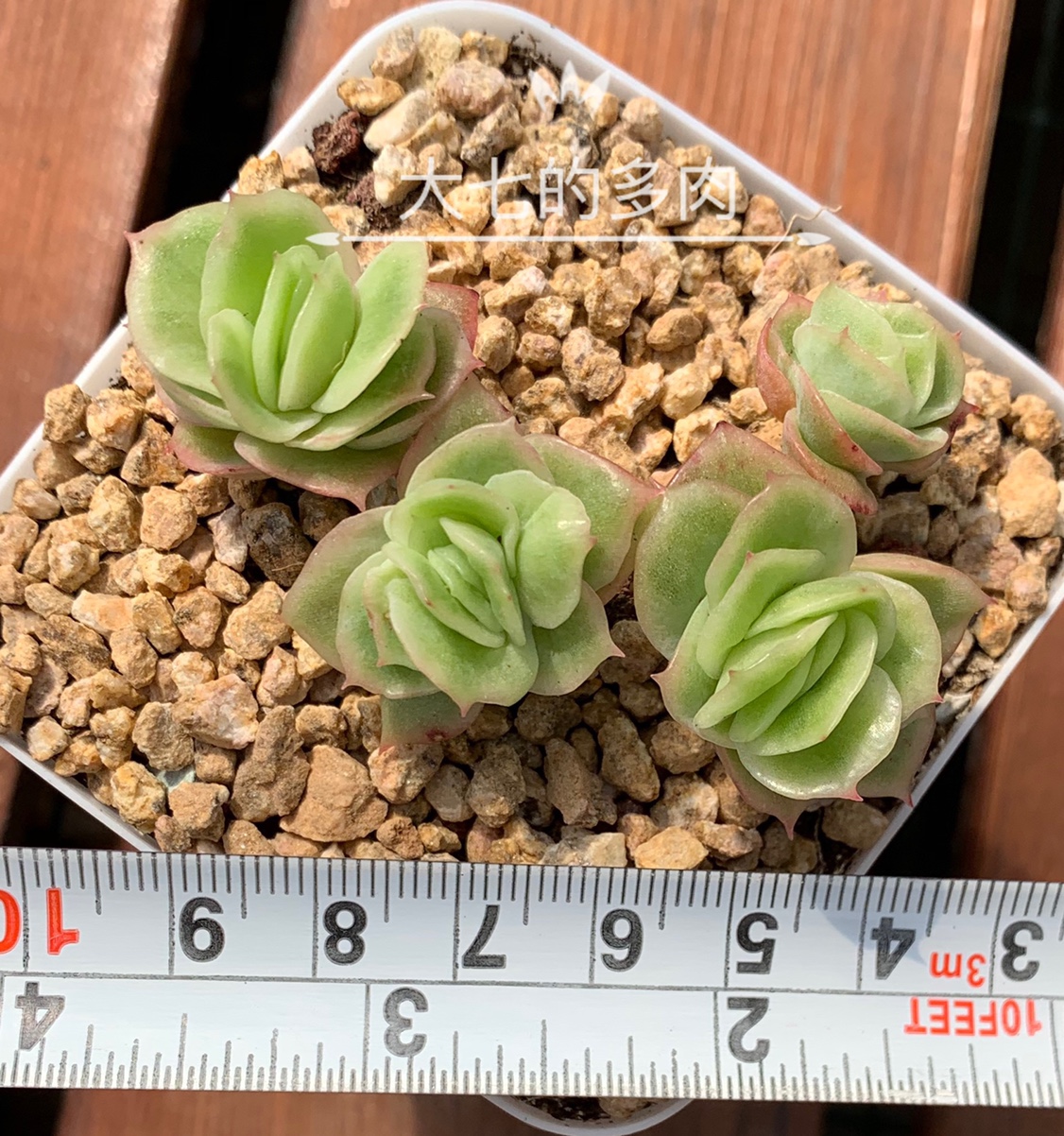 冰玫瑰 锦  多肉植物  一物一拍 大七的多肉