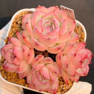 冰边超美控养 大七 精品 一物一拍 多肉 多肉植物 侧影