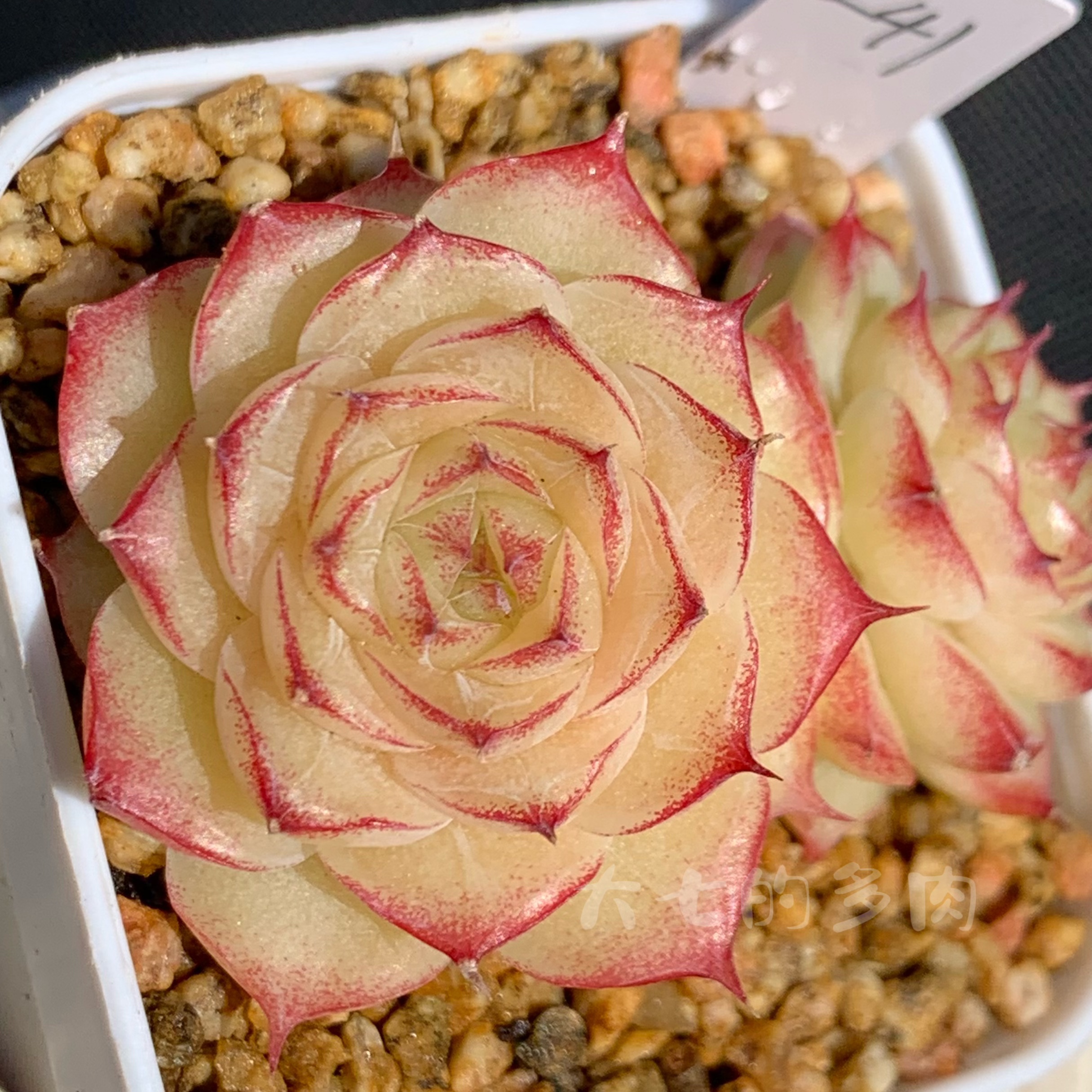 女王玫瑰 链接1 不同个体精品 多肉植物 一物一拍 大七的多肉