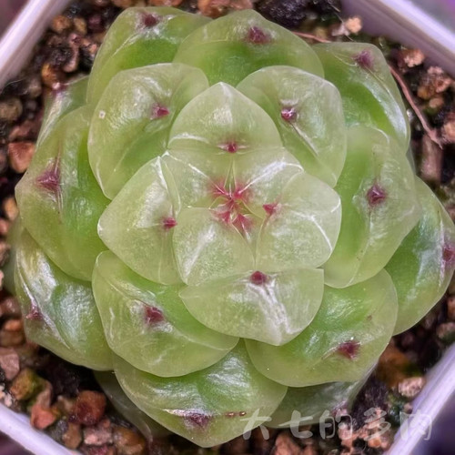 珍妮xt1一物一拍大七的多肉
