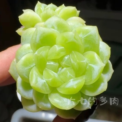 白体财富密码一物一拍大七的多肉