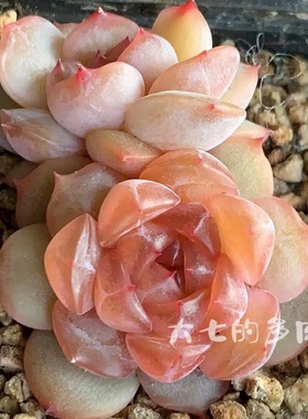 红色恋人 巫拉拉糖心 包品种 多肉植物 一物一拍 大七的多肉