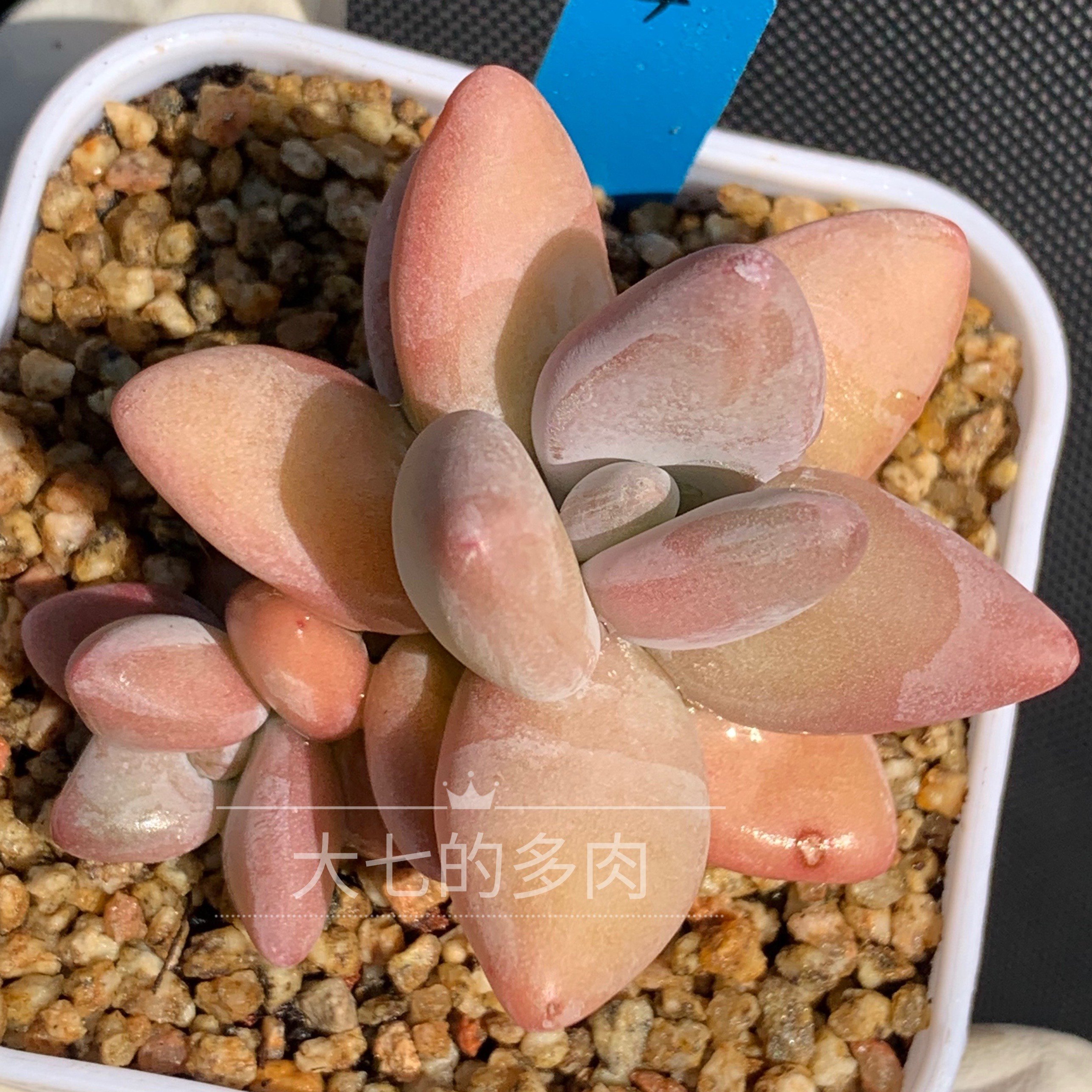 芒果美人/芒果奶酪 肥嘟嘟  多肉植物 一物一拍 大七的多