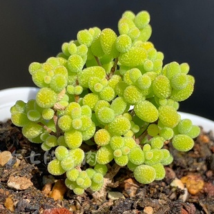 金桔糖球 密叶 状态金黄 枝干番杏 多肉植物 一物一拍 大七的多肉