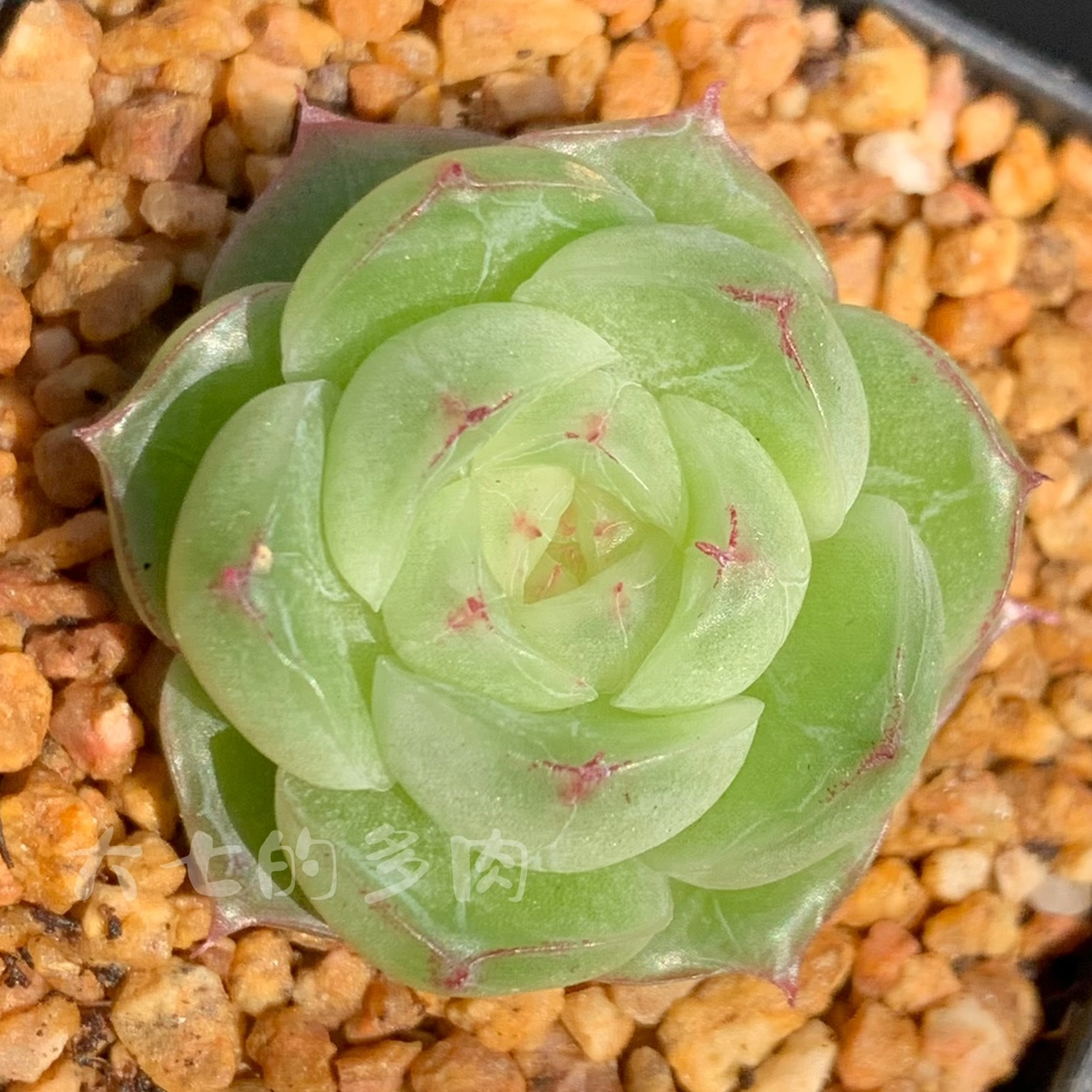 珍妮新品一物一拍大七的多肉