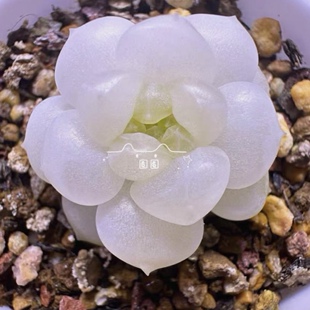 皦玉 白体蜗牛孤品 定向繁殖 一物一拍 大七的多肉 多肉植物