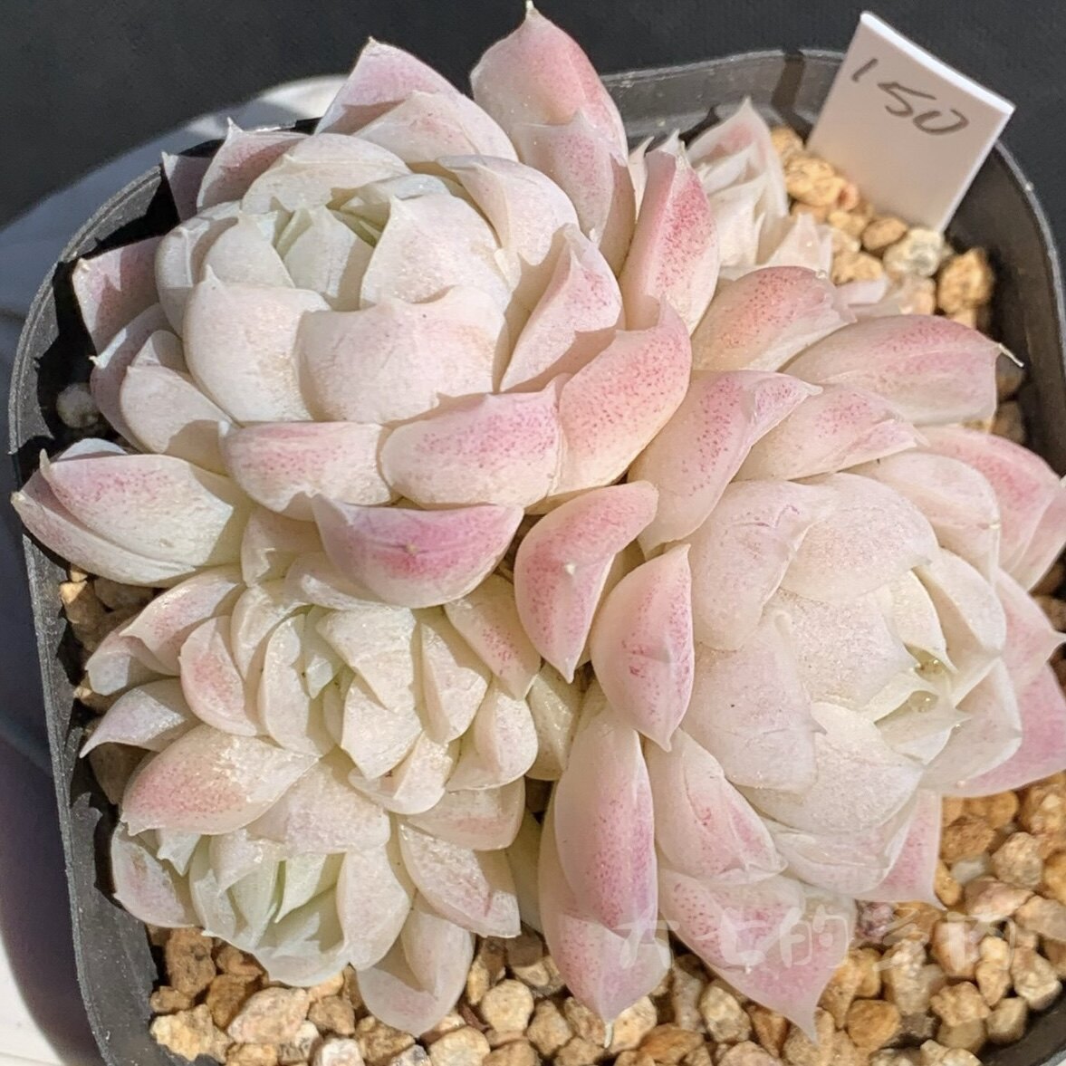 阿尔巴丝绸 正版 白透粉群生 多肉植物 一物一拍 大七的多肉植物