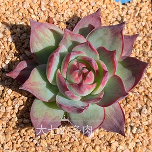 惊鸿仙子 卡西欧 拉丝锦 一物一拍 多肉植物 大七的多肉