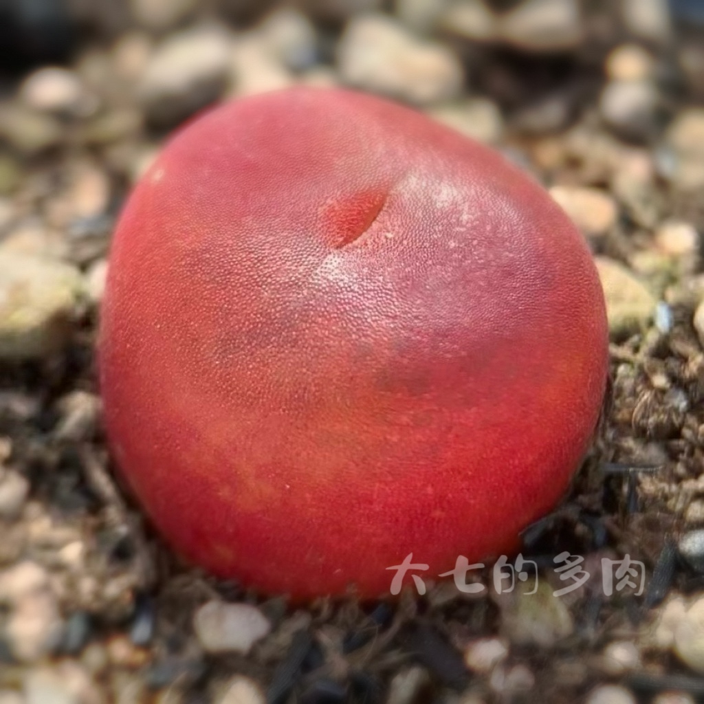 超级蟠桃一物一拍番杏