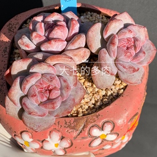 紫红石榴籽糖心 大七 短宽圆叶型 一物一拍 多肉 多肉植物 星影