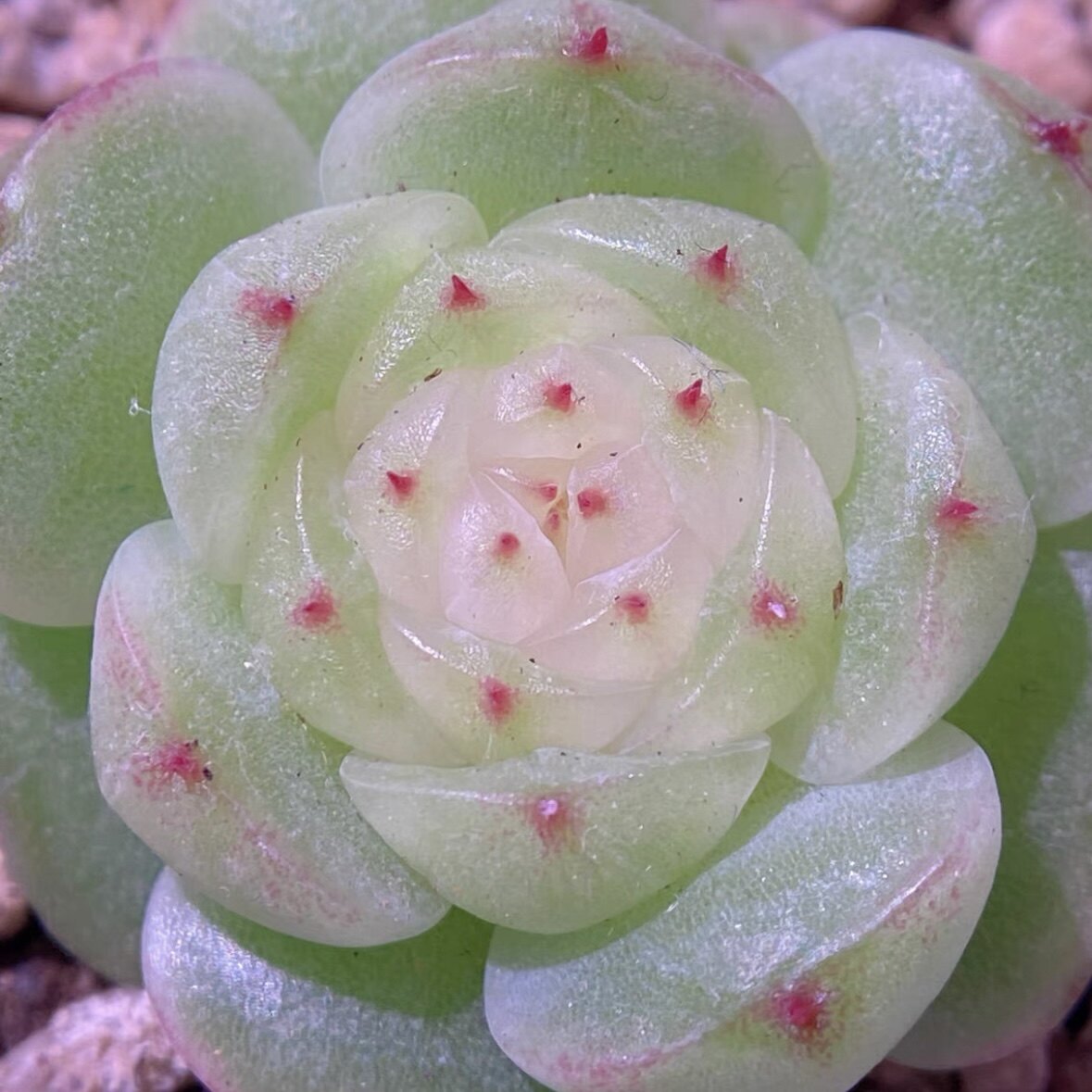 仙台 白透珍妮 定向繁殖 一物一拍 大七的多肉 多肉植物,鲜花速递/花卉仿真/绿植园艺,多肉植物,淘宝优惠券,粉丝福利购,淘宝优惠卷