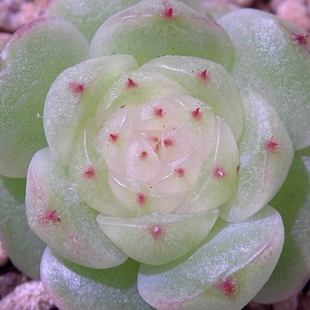 仙台 白透珍妮 定向繁殖 一物一拍 大七的多肉 多肉植物