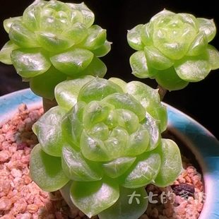 甘棠 花陌风花雪月 熊猫 多肉植物 一物一拍 大七的多肉