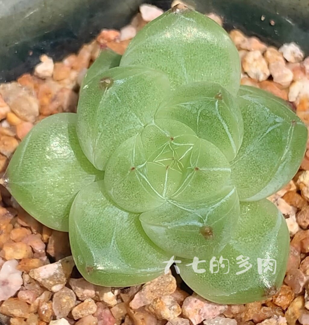 冰山珍妮  一颗繁殖 多肉植物 一物一拍 大七的多肉