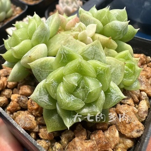 定向繁殖 大七 绿体珍妮心 一物一拍 多肉 多肉植物 七喜