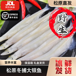 吉林松原冬捕大银鱼4斤一箱淡水湖鱼查干臻品礼盒装包邮