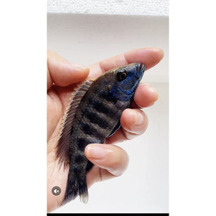 三湖慈鲷，金头格仔，纹路整齐对慈鲷鱼淡水鱼