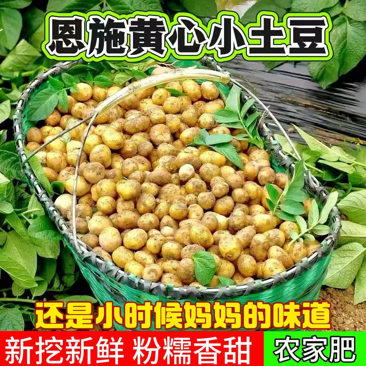 正宗恩施黄心土豆迷你小个粉糯香甜新挖新鲜高山农家当季产地直发
