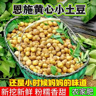 新挖新鲜恩施迷你小土豆特小高山农家马铃薯减脂黄心大洋芋农家肥