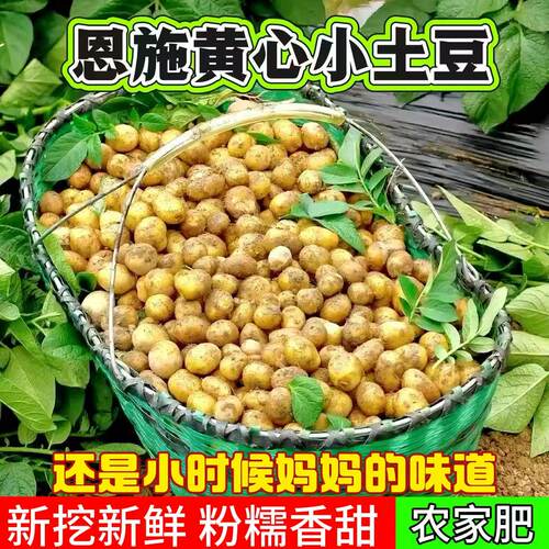 新挖新鲜恩施迷你小土豆