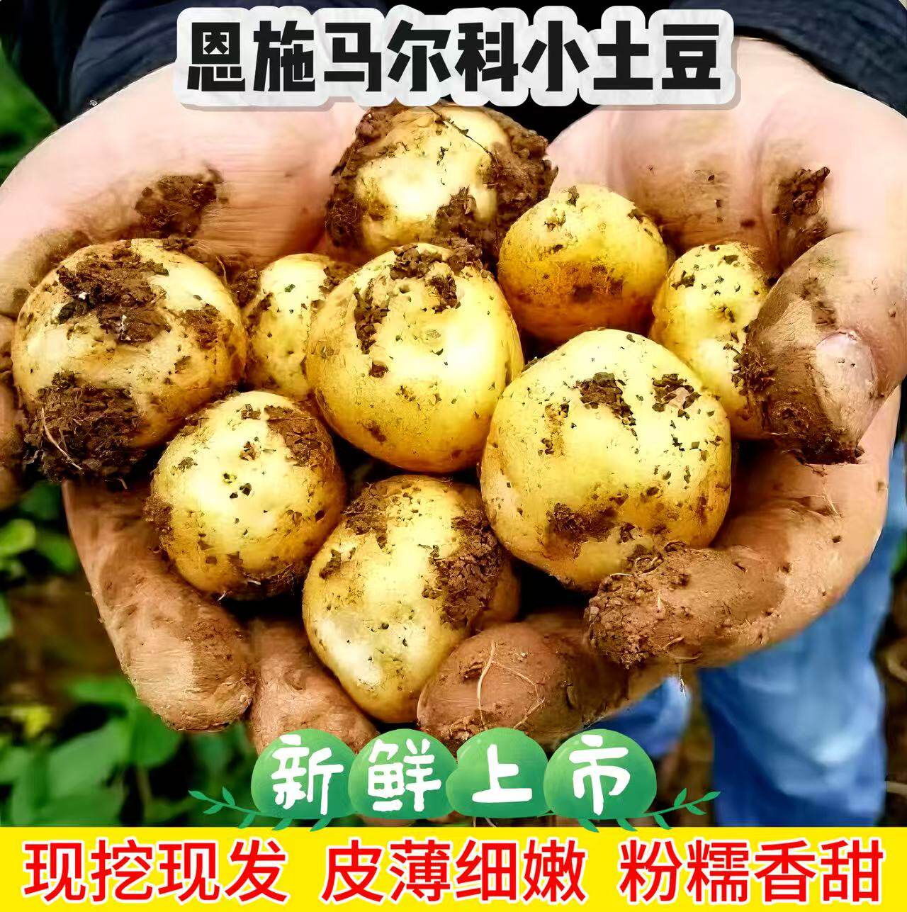恩施马尔科老品种小土豆小个迷你高山种植粉糯细腻黄心原产地直发