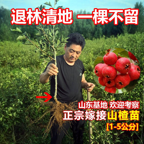 山楂树盆栽大金星带叶花果带盆