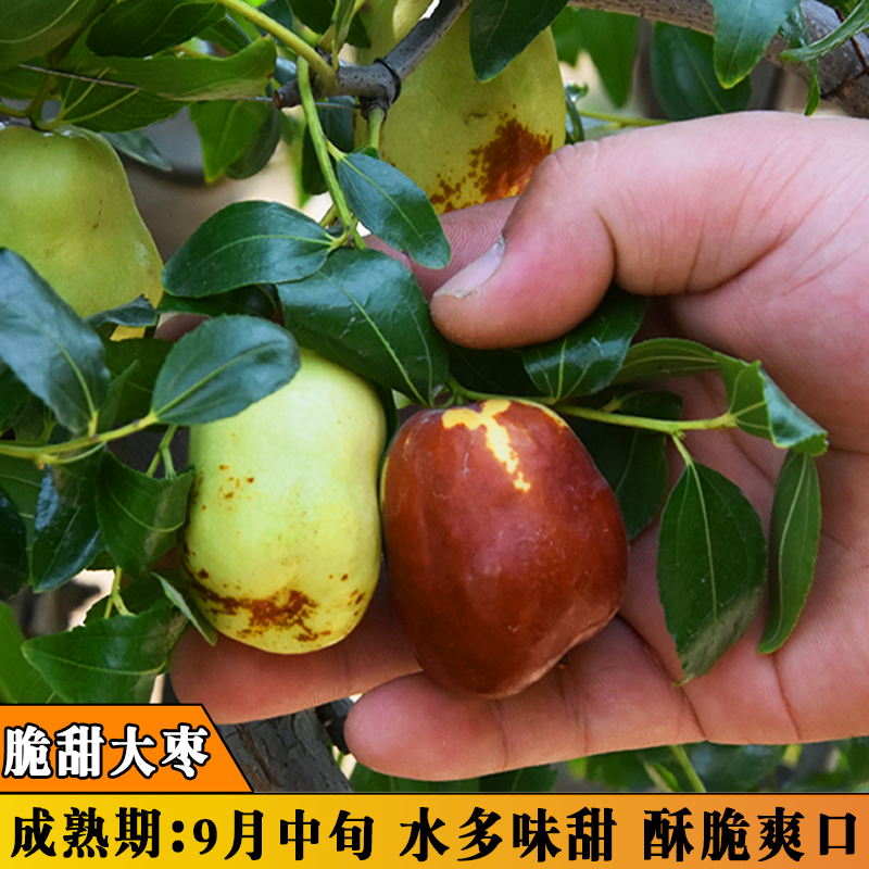 脆甜冬枣沾化冬枣特大红枣树苗枣树活苗冬枣苗南北方种植当年结果