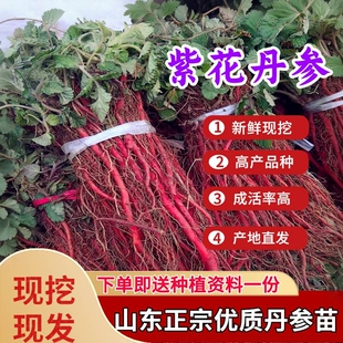 平邑紫花丹参苗新鲜丹参苗红血丹参幼苗中药材丹参种植苗花卉盆栽