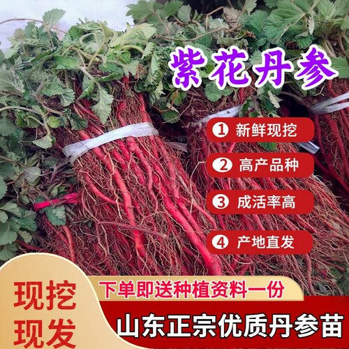 正在平邑丹参苗专业育苗中药苗