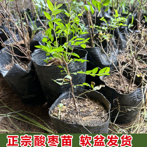正宗药用盆栽酸枣苗双仁带土带叶