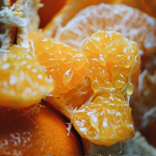 南拾壹|甄拾春见耙耙柑巨浓郁 果瓣粒粒饱满 鲜嫩多汁 安全易剥