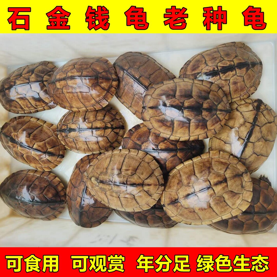 金钱龟食用外塘纯种石金钱龟土龟饭店餐厅火锅煮汤龟滋补老山龟活