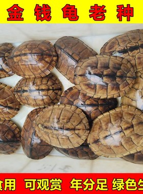 金钱龟食用外塘纯种石金钱龟土龟饭店餐厅火锅煮汤龟滋补老山龟活