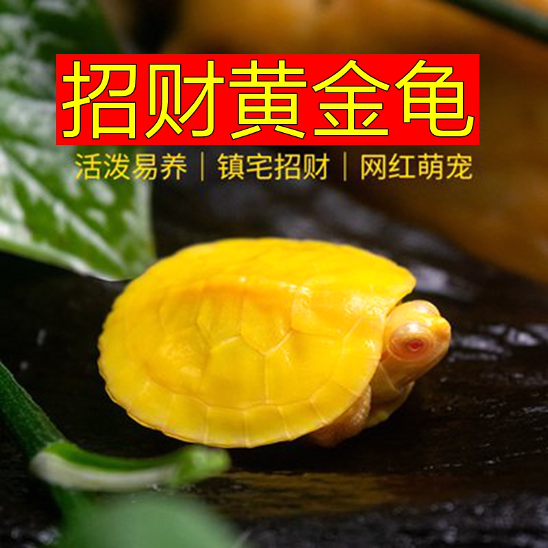 招财黄金龟金钱龟变异白化巴西龟深水龟小宠物乌龟苗活体招财龟苗