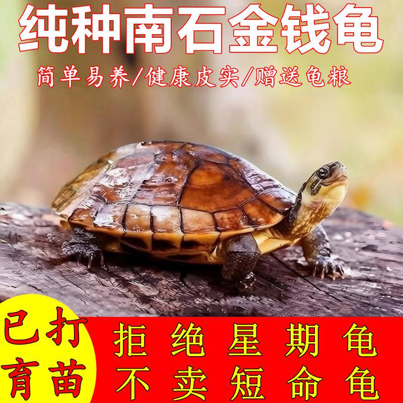 纯正金钱龟正宗金钱龟活物宠物招财黄金龟小宠物乌龟稀有观赏龟苗
