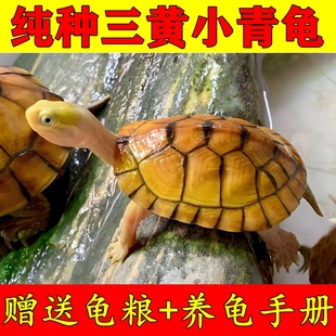 小青幼龟小宠陆地观赏龟黄喉拟水龟水龟乌龟活体宠物龟金钱龟幼苗