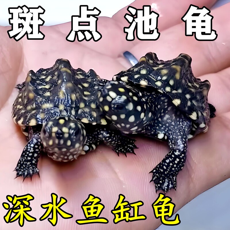 斑点龟苗黑池龟斑点苗深水龟满天星宠物龟观赏龟黄头侧颈龟鱼缸龟